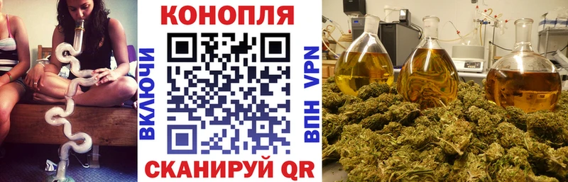 Конопля сатива Змеиногорск